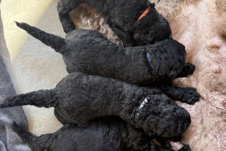Labradoodle