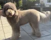 Labradoodle