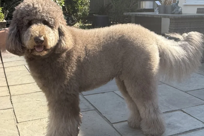 Labradoodle