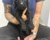 Labradoodle