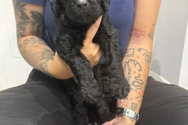 Labradoodle
