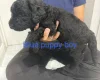 Labradoodle