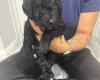 Labradoodle
