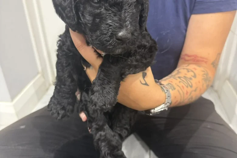 Labradoodle