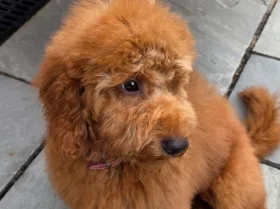 Labradoodle