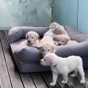 Labradoodle