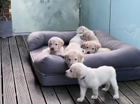Labradoodle