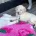 Labradoodle
