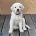 Labradoodle
