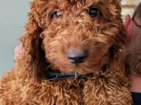 Labradoodle