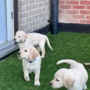Labradoodle