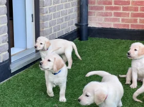 Labradoodle