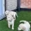 Labradoodle