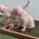 Labradoodle