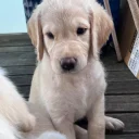 Labradoodle