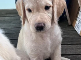 Labradoodle