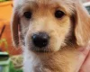 Labradoodle