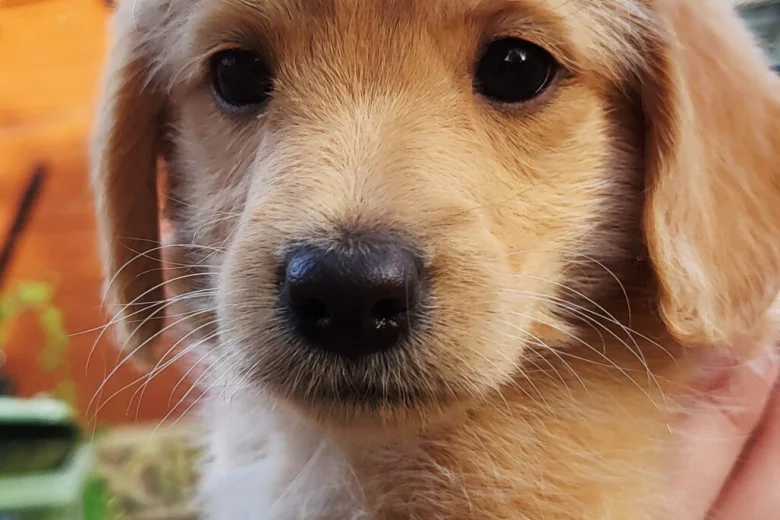 Labradoodle