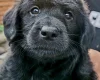 Labradoodle