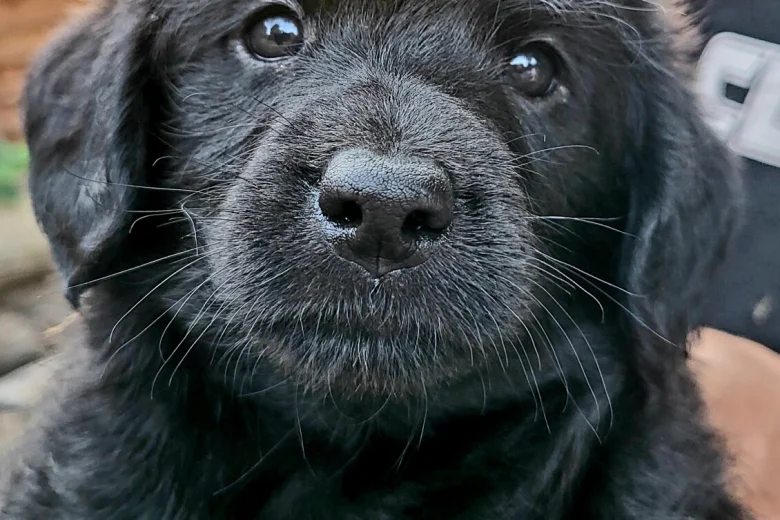 Labradoodle