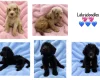 Labradoodle