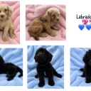 Labradoodle