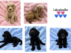 Labradoodle