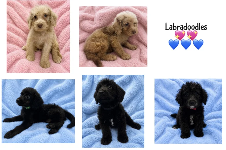 Labradoodle