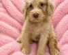 Labradoodle