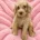 Labradoodle