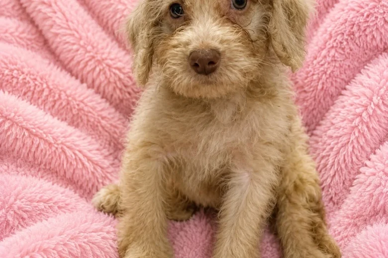 Labradoodle