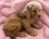 Labradoodle