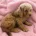 Labradoodle