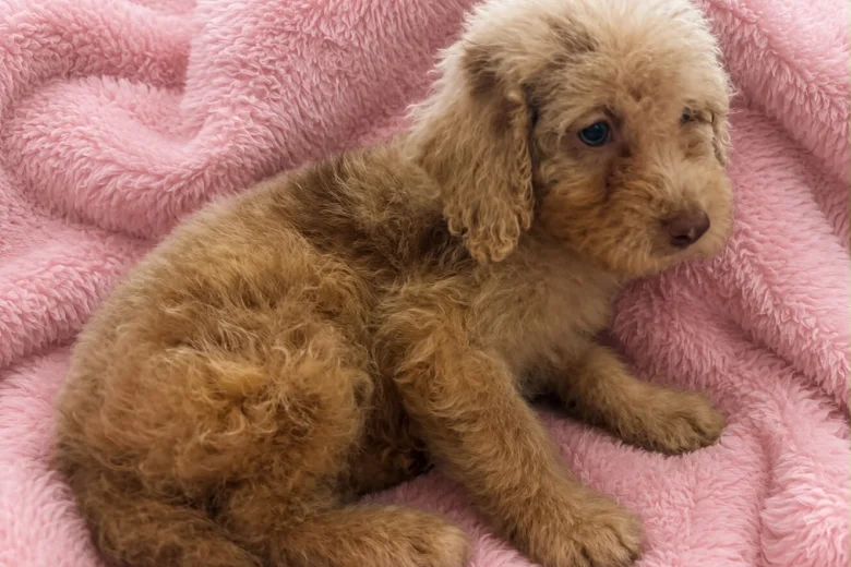 Labradoodle