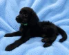 Labradoodle