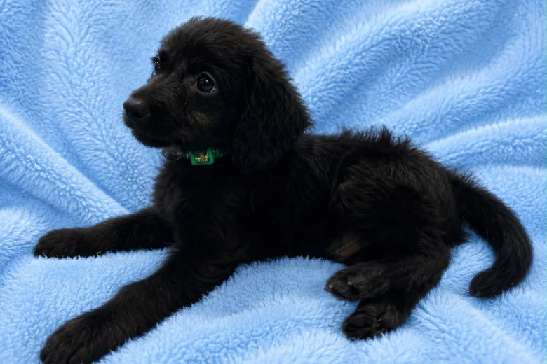 Labradoodle