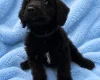 Labradoodle
