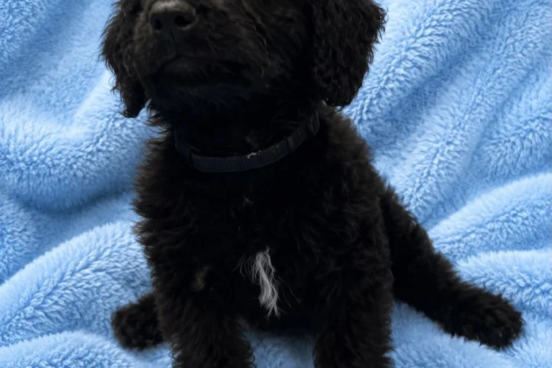 Labradoodle