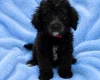 Labradoodle