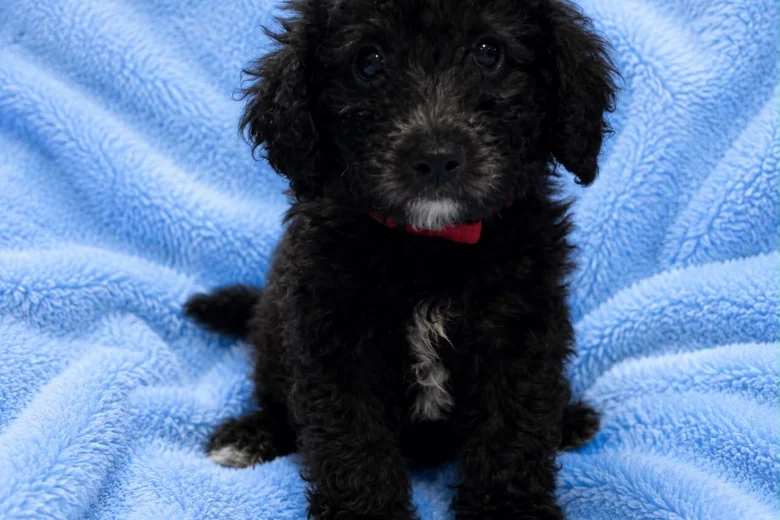 Labradoodle