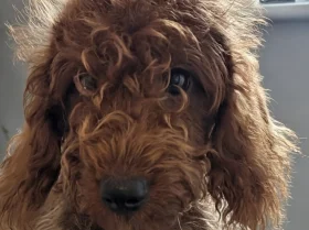 Labradoodle