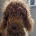 Labradoodle
