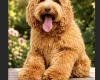 Labradoodle