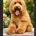 Labradoodle