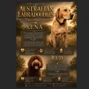 Labradoodle