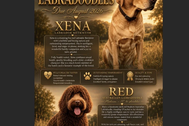 Labradoodle