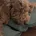 Labradoodle