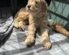 Labradoodle