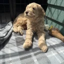 Labradoodle