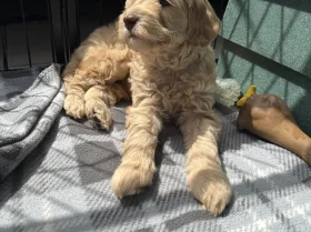 Labradoodle